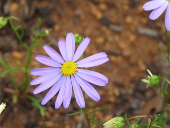 341xbrachyscome_iberidifolia_img_7383.jpg
