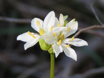 341xburchardia_congesta_img_5456c.jpg