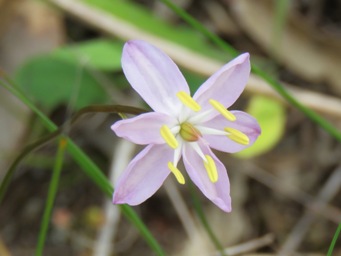 341xburchardia_monantha_img_7344c.jpg
