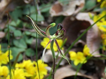 341xcaladenia_barbarossa_dragon_img_6621c.jpg