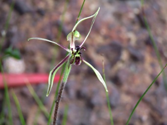 341xcaladenia_barbarossa_dragon_img_6624.jpg