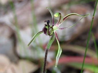 341xcaladenia_barbarossa_dragon_img_6626c.jpg