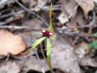 341xcaladenia_ensata__img_7257c.jpg