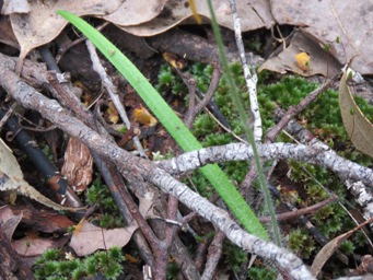 341xcaladenia_ensata_leaf_img_7259c.jpg