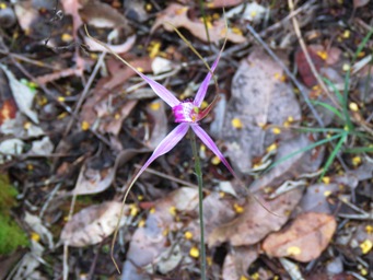 341xcaladenia_harringtoniae_img_7263c.jpg