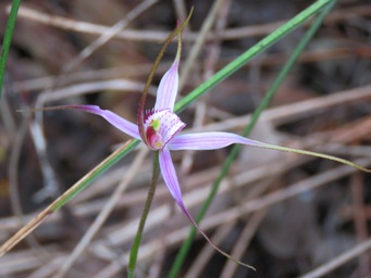 341xcaladenia_harringtoniae_img_7268.jpg