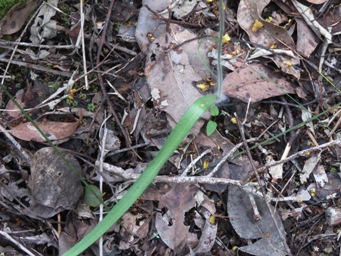 341xcaladenia_harringtoniae_leaf_img_7265c.jpg