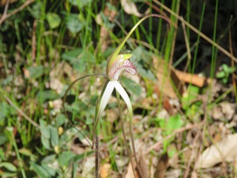 341xcaladenia_longicauda_img_5492c.jpg