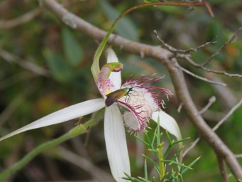 341xcaladenia_longicauda_img_7045.jpg