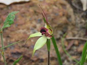 341xcaladenia_macrostylis_img_5631c.jpg