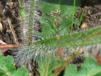 341xcaladenia_macrostylis_leaf_img_5641c.jpg