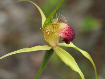 341xcaladenia_pectinata_img_7306.jpg