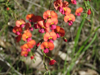 341xchorizema_cordatum_img_5184.jpg