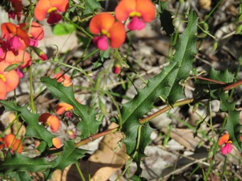 341xchorizema_cordatum_leaf_img_5186.jpg