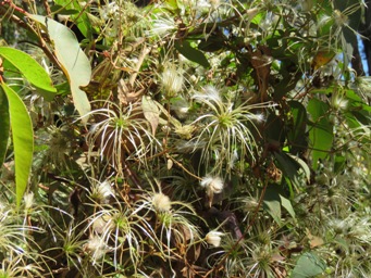 341xclematis_img_8599.jpg