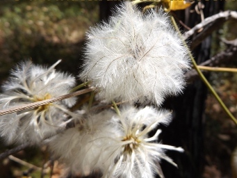 341xclematis_old_mans_beard_dscf1860.jpg