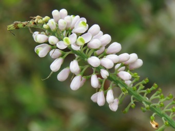 341xcomesperma_img_9017c.jpg