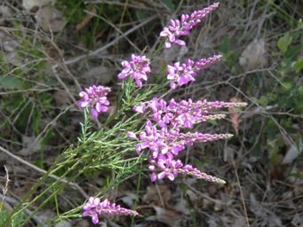 341xcomesperma_virgatum_img_7879c.jpg