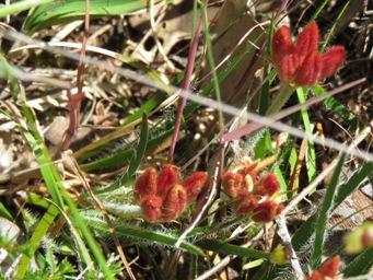341xconostylis_setigera_img_8177c.jpg