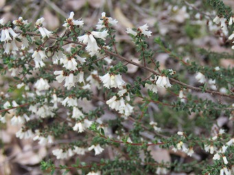 341xcryptandra_arbutiflora_v_arbutiflora_img_3800.jpg