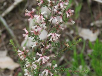 341xcryptandra_arbutiflora_var_arbutiflora_img_6161.jpg