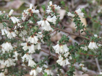 341xcryptandra_arbutiflora_var_arbutifloraimg_3799c.jpg