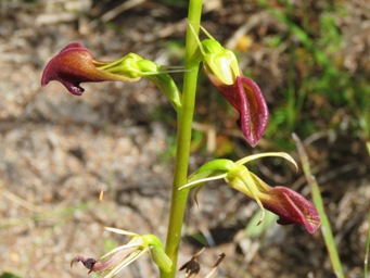 341xcryptostylis_ovata_img_0315c.jpg