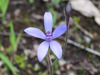 341xcyanicula_sericea_img_5386c.jpg