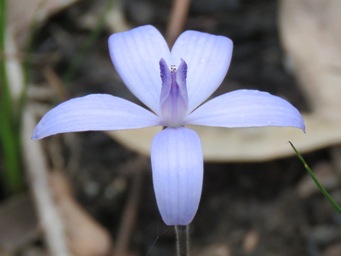 341xcyanicula_sericea_img_5636c.jpg