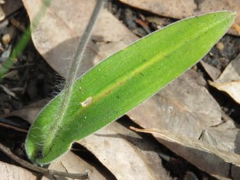 341xcyanicula_sericea_leaf_img_5664sc.jpg
