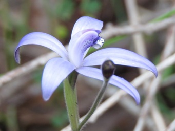 341xcyanicula_sericea_silky_blue__img_5130c.jpg