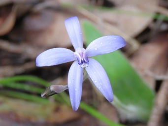 341xcyanicula_sericea_silky_blue_img_5117c.jpg