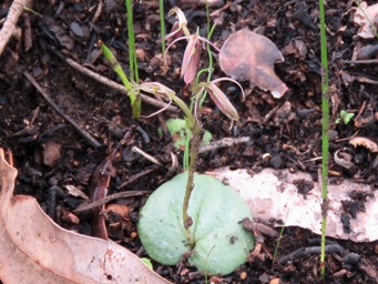 341xcyrtostylis_robusta_mosquito_orchid_img_4375cc.jpg