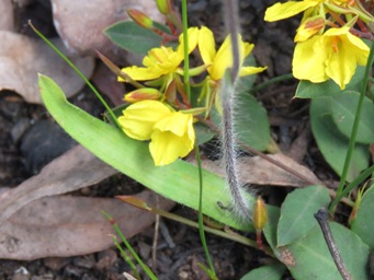 341xdragon_leaf_img_6625c.jpg