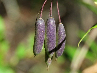341xpods_billardiera_fusiformis_img_2927c.jpg