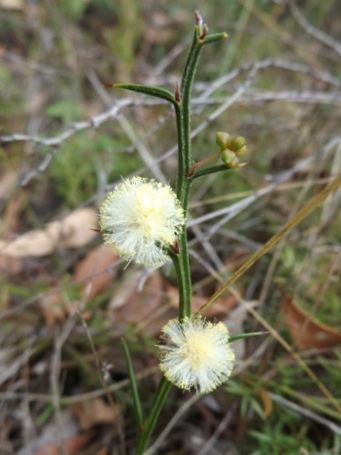 455_acacia_stenoptera_dscf3382cs.jpg