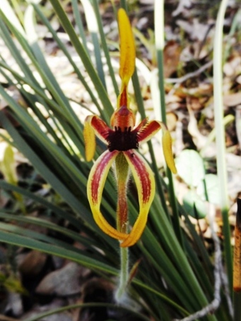 455_caladenia_arrecta_dscf9962c.jpg