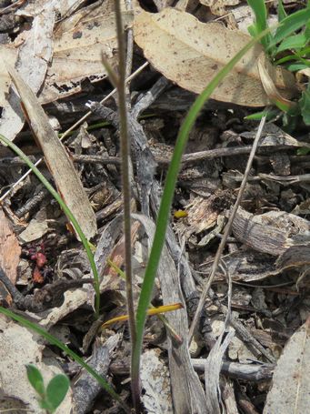 455_caladenia_cairnsiana_leaf_img_6974c.jpg