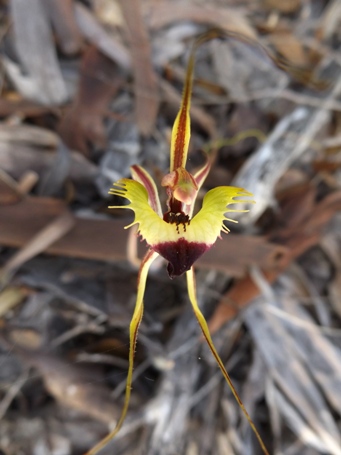 455_caladenia_falcata_fringed_mantis_dscf8180.jpg
