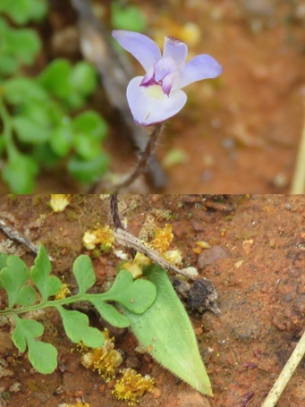 455_cyanicula_amplexans_img_2404c_with_leaf.jpg