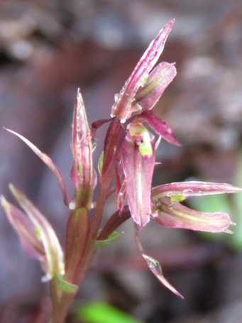 455_cyrtostylis_robusta_mosquito_orchid_img_9178cac.jpg