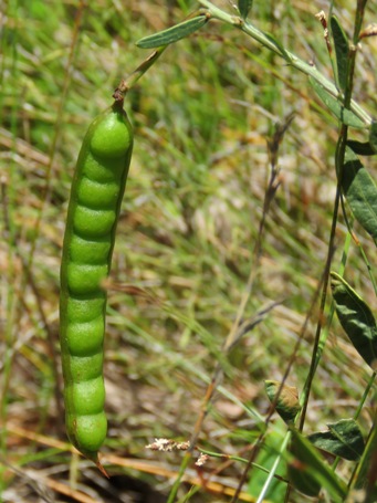 455xacacia_nervosa_pod_img_9050c.jpg