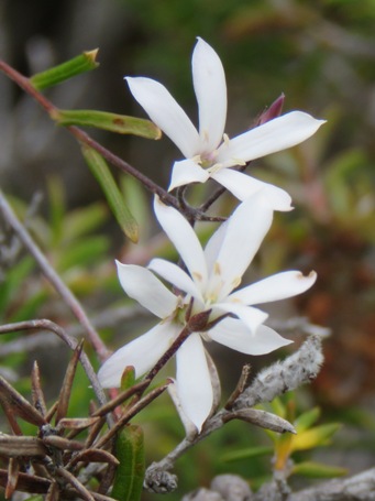 455xbillardiera_laxiflora_img_1262c.jpg