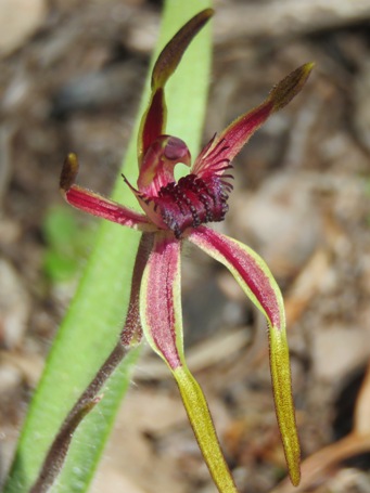 455xcaladenia_arrecta_img_5764c.jpg