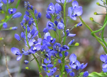 asmtcwildflowers040001.jpg