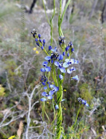 asmtcwildflowers040002.jpg