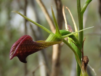 cryptostylis_ovata_img_1617c.jpg