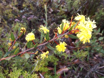 tn_acacia_nervosa_dscf8399c.jpg