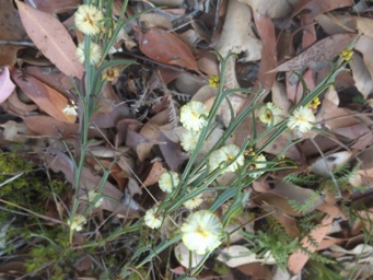 tn_acacia_stenoptera_dscf2537.jpg