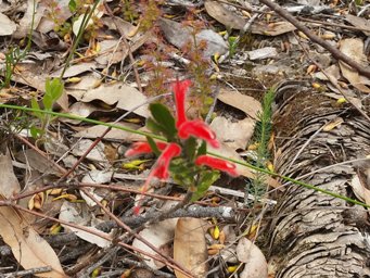 tn_adenanthos_obovatus.jpg